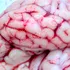 Cercetătorii au descoperit modul în care ficatul controlează comportamentul și creierul