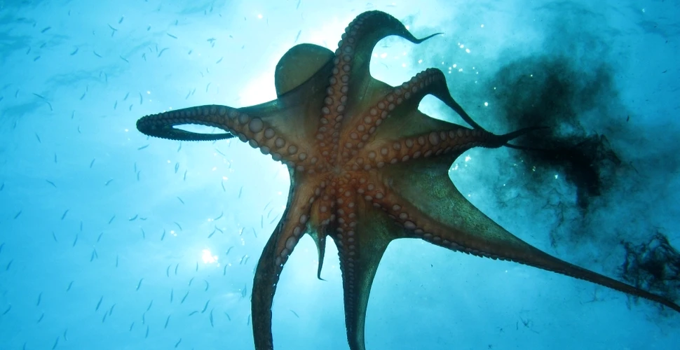 Biologii au descoperit un oraş subacvatic al caracatiţelor pe care l-au denumit Octlantis