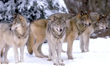 Victorie! Se întorc lupii în Basarabia
