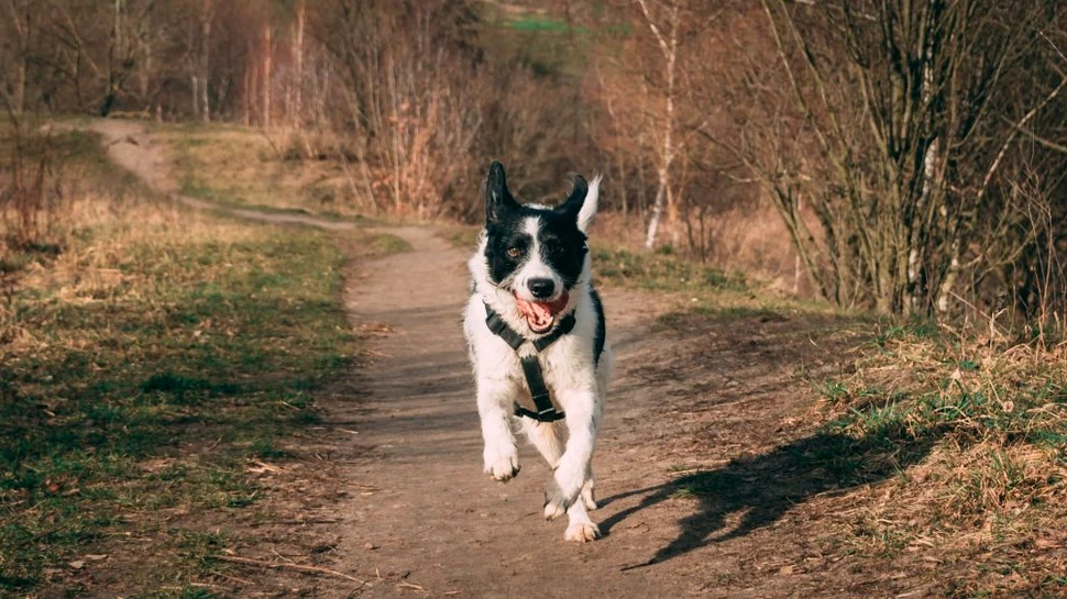 Avertismentul specialiștilor: Schimbările climatice produc efecte asupra animalelor de casă