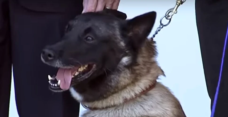 Auzul câinilor militari americani, protejat printr-un sistem inovator