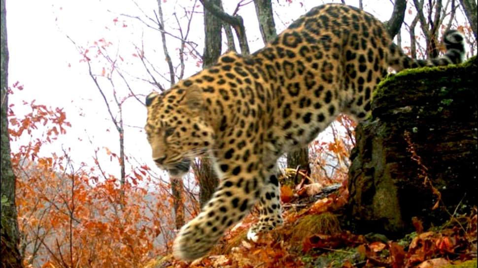 Un leopard a rănit şase persoane într-o şcoală din India, atacurile fiind surprinse de camere video. ATENŢIE, imagini care vă pot afecta emoţional!