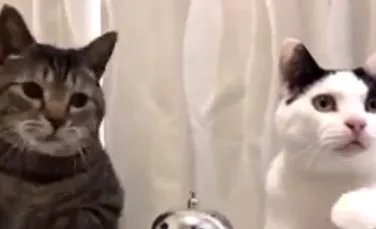 Imagini extrem de amuzante. Cum ”îşi dresează” două pisici stăpânul să le aducă de mâncare. VIDEO