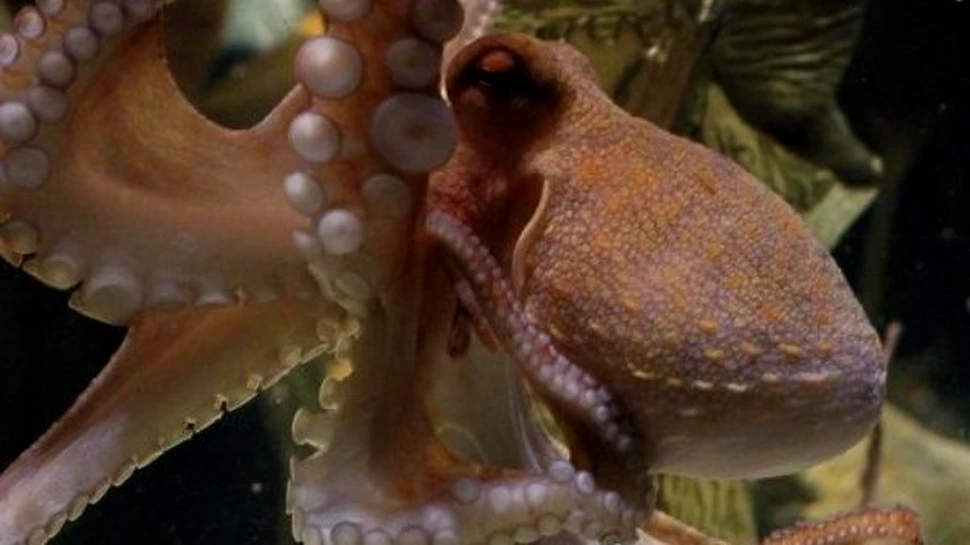 Caracatita Paul se retrage in plina glorie