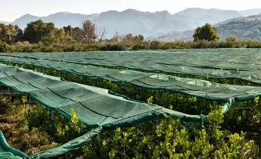 Fermierii italieni salvează un fruct antic cu ajutorul energiei solare