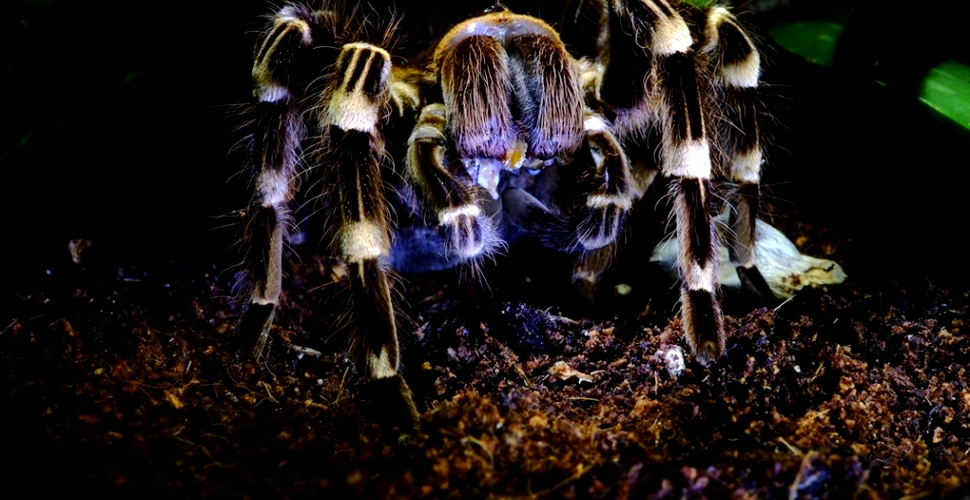 Expoziţie inedită: „Ţesături periculoase” – expoziţie de păianjeni şi scorpioni vii la Muzeul „Antipa”