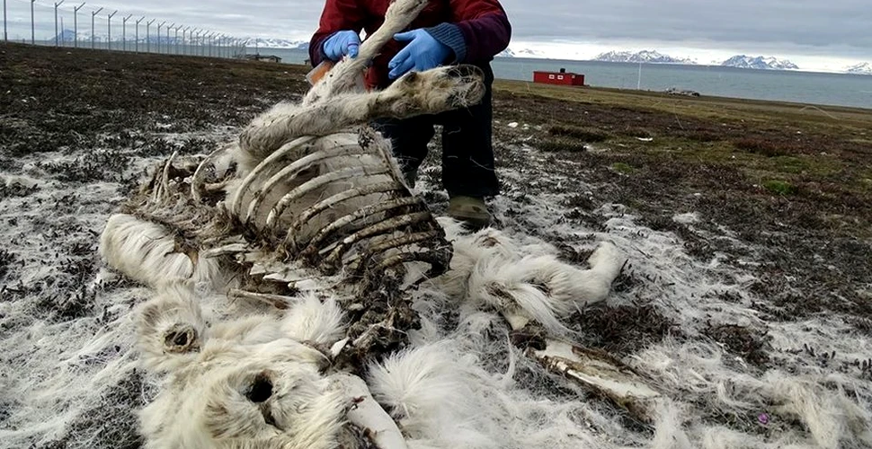 Peste 200 de reni au fost găsiţi morţi în Arhipelagul Svalbard
