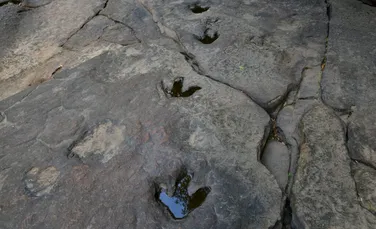 Inteligența Artificială intră pe urmele dinozaurilor: aplicația care identifică speciile după amprente