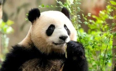 Un panda mare, descoperit în groapa de sacrificiu a unui mare împărat chinez