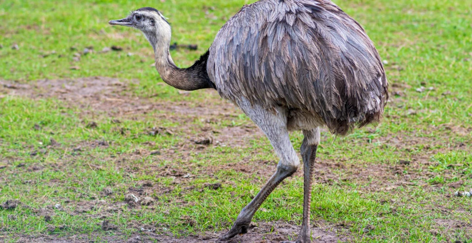 O pasăre emu dispărută de o săptămână dintr-un sanctuar din Regatul Unit a fost găsit moartă