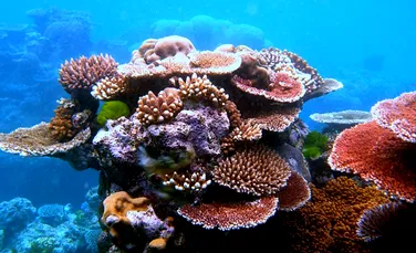 De ce înfiinţează oamenii de ştiinţă o “clinică de fertilitate” pentru corali?