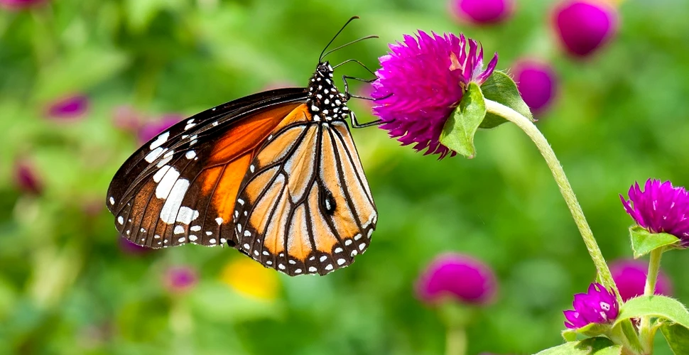 Efectul organismelor modificate genetic: fluturii Monarh, de la 1 miliard de exemplare, mai numără doar 35 de milioane