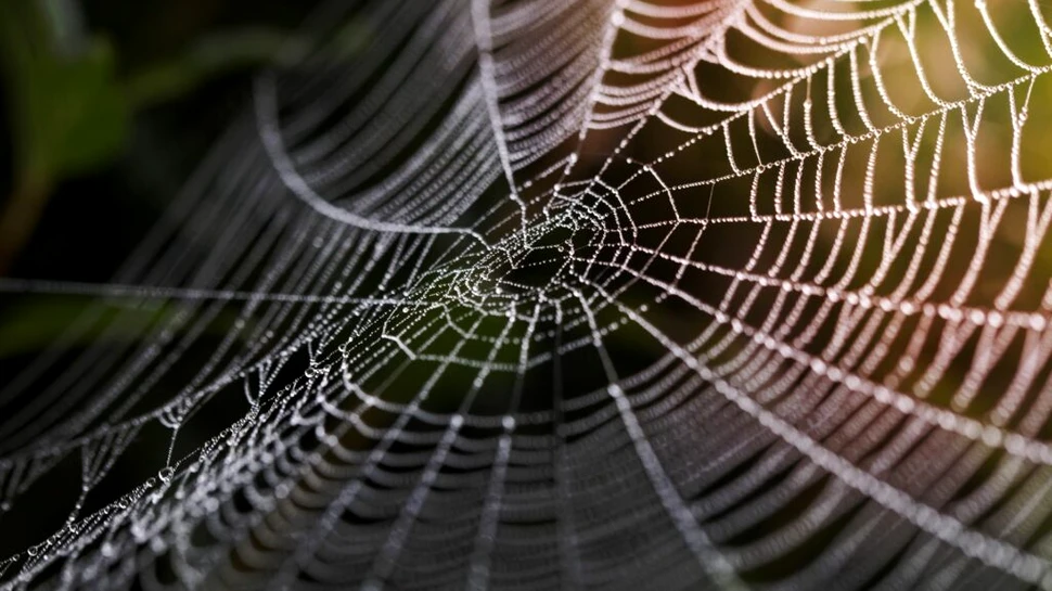 Oamenii de știință au creat mătase cu o glandă de păianjen artificială