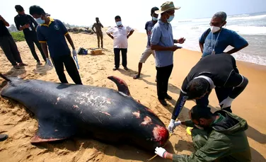 Peste o sută de balene, în pericol după ce au naufragiat pe coasta de vest din Sri Lanka