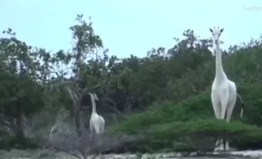 O privelişte de neratat: pădurarii din Kenya au suprins două girafe albe. Imaginile au ajuns virale