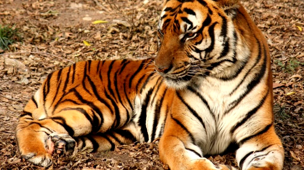 A început al şaselea proces de extincţie în masă de pe Terra. Primul efect: ”anihilarea” animalelor sălbatice