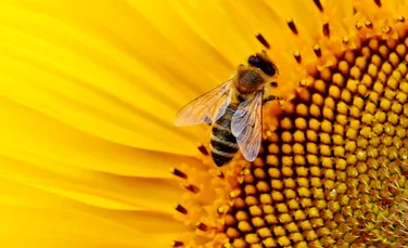 Albinele pot supraviețui în sălbăticie însă nu este chiar atât de simplu