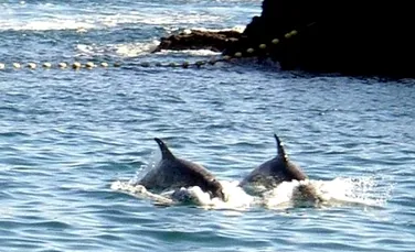Oraşul japonez celebru pentru masacrul delfinilor va inaugura un parc marin