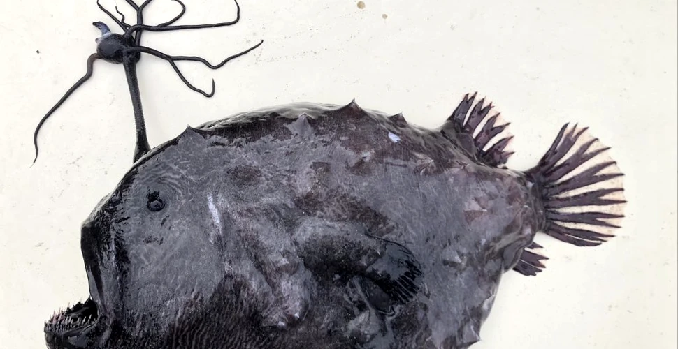 Un pește dintr-o specie rară și înspăimântătoare a eșuat pe țărmul din California