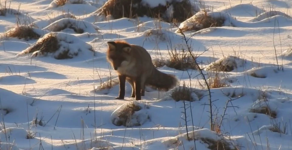Imagini amuzante cu o vulpe la vânătoare de rozătoare, într-o pădure din România