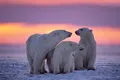 Cercetătorii au descoperit o nouă populație de urși polari cu un comportament de vânătoare neobișnuit