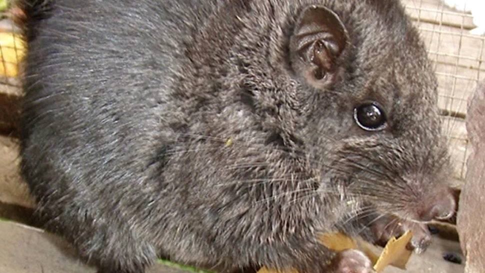 Cercetătorii au crezut că aceste rozătoare au dispărut acum 11 milioane de ani, dar apoi le-au găsit în junglă