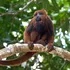 Maimuțele amazoniene contractează hepatita B umană, iar defrișările agravează situația