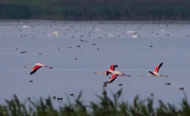 Eveniment rar în România: Patru păsări flamingo au fost observate recent – FOTO