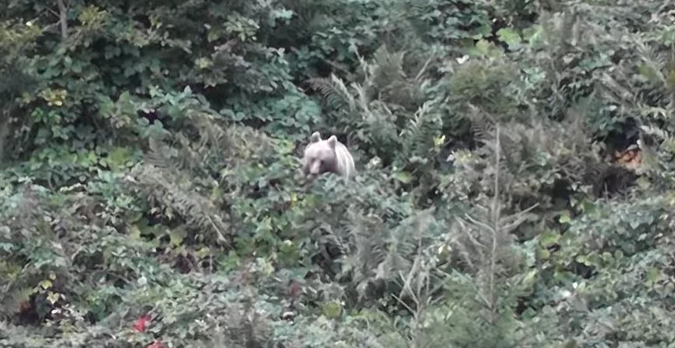 Urs surprins la cules de mure într-o pădure din Parcul Național Călimani