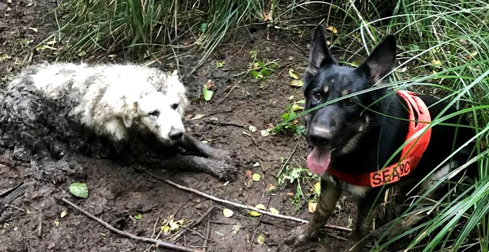 Un câine salvator aflat în prima lui misiune a găsit un alt patruped pierdut, care era prins în noroi de două zile
