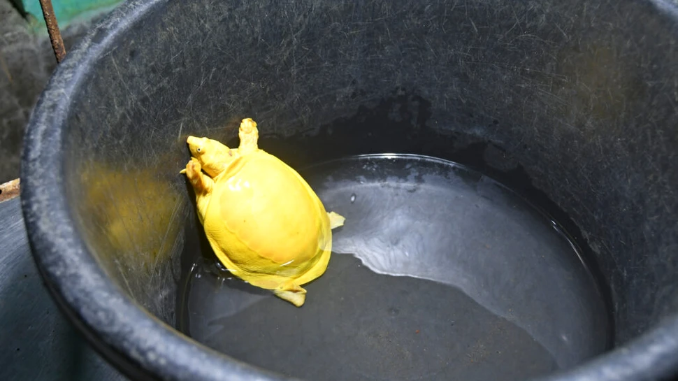 Un pui albinos de broască țestoasă de Galapago a fost prezentat lumii