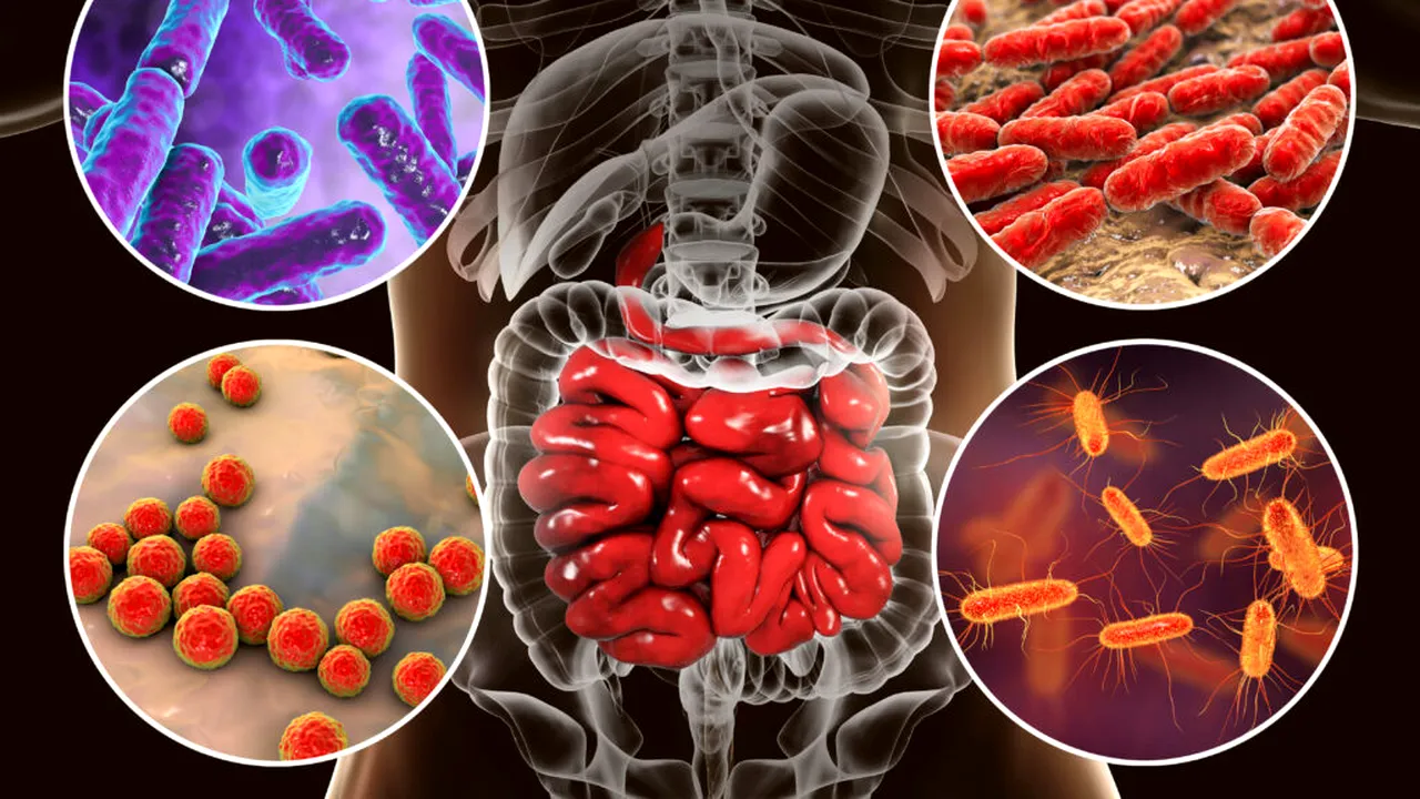 bacterii 