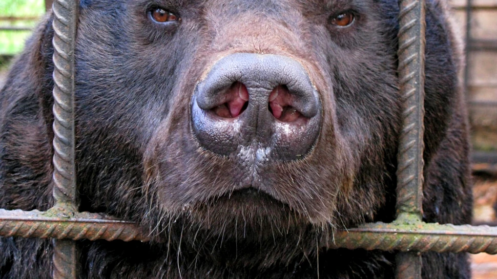 O grădină zoologică din Spania anunță un program special pentru animalele bătrâne