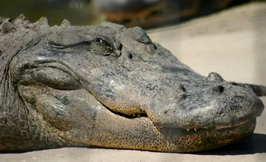 De ce s-au schimbat atât de puțin crocodilii de pe vremea dinozaurilor până acum