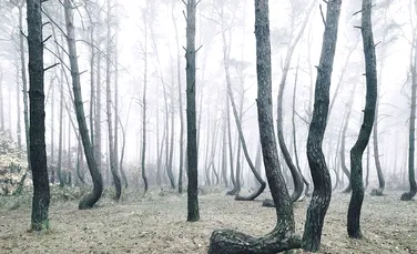 Fenomenul misterios dintr-o pădure din Polonia. Arborii cresc cu o formă ciudată – Galerie Foto