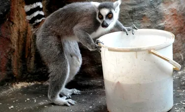 Test de cultură generală. Unde trăiesc lemurii?