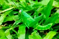 Studiu: Insectele își „îngrijesc” rănile la fel ca mamiferele