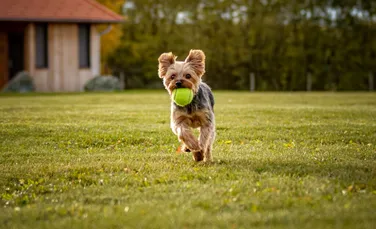 De ce joaca este benefică atât pentru oameni, cât și pentru câinii de companie?