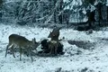 „Adevărații unicorni”, surprinși la Caraș-Severin: Imagini arată căpriorii care se plimbă iarna cu un corn
