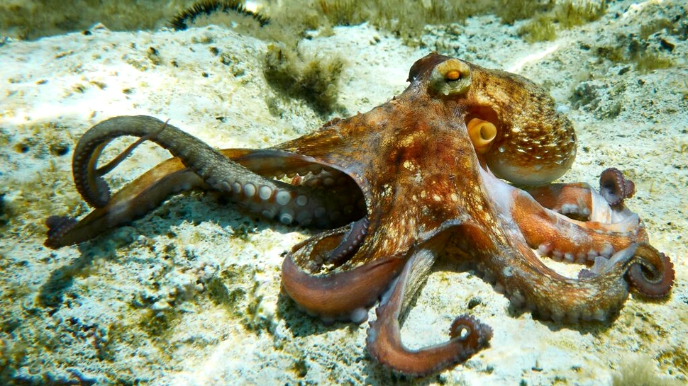 Cum se împerechează caracatițele: un braț care găsește și fertilizează femela