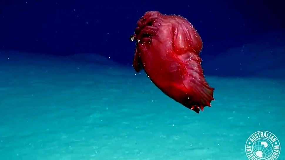 Un monstru care seamănă cu un pui fără cap bântuie adâncurile Antarcticii – VIDEO
