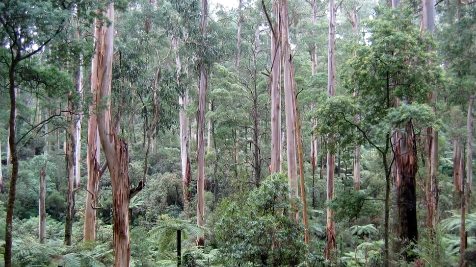 Specialiştii avertizează: mor marii arbori ai Terrei