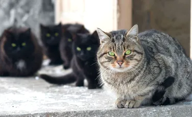 Într-un oraş din România, oamenii vor avea voie să ţină în casă maxim două pisici