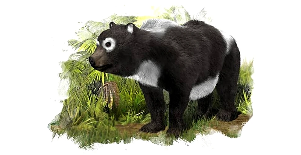 Un „văr” al ursului panda a trăit în Spania acum 11 milioane de ani