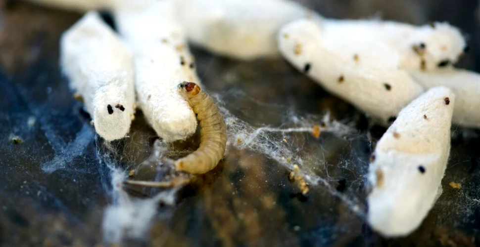 Viermii care descompun plasticul îi uimesc pe oamenii de știință