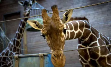 VIDEO. Momentul în care o girafă dă naştere puiului său, urmărit de peste un milion de oameni