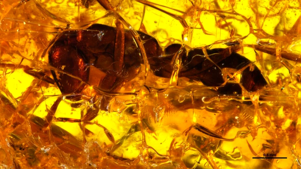 „Furnica militară fără ochi” cutreiera Europa cu milioane de ani în urmă