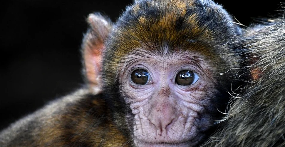După ce au efectuat experimente pe creierele maimuţelor, trei oameni de ştiinţă de la unul dintre cele mai mari institute de cercetare din lume ar putea ajunge la închisoare