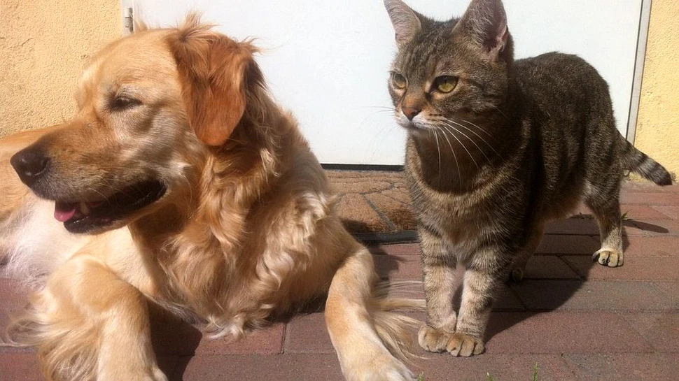 Taiwan a interzis consumul de carne provenită de la pisici sau câini