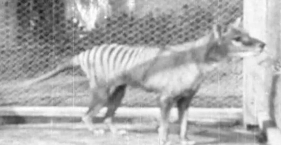 Imagini nemaivăzute de 85 de ani cu enigmaticul tigru tasmanian. VIDEO
